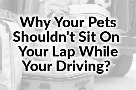 Is it illegal for your dog to sit on your lap while driving?